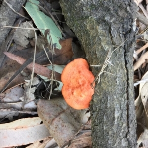 Trametes coccinea at Manyana Inyadda Drive development area - 13 Aug 2018