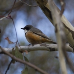 Pachycephala rufiventris (Rufous Whistler) at Michelago, NSW - 7 Oct 2012 by Illilanga