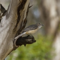 Pachycephala rufiventris (Rufous Whistler) at Illilanga & Baroona - 31 Dec 2012 by Illilanga