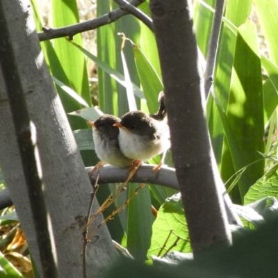 Malurus cyaneus (Superb Fairywren) at Michelago, NSW - 5 Nov 2008 by Illilanga