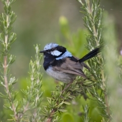 Malurus cyaneus (Superb Fairywren) at Michelago, NSW - 12 Feb 2012 by Illilanga