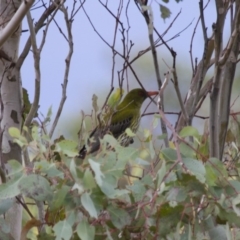 Oriolus sagittatus (Olive-backed Oriole) at Michelago, NSW - 18 Sep 2013 by Illilanga