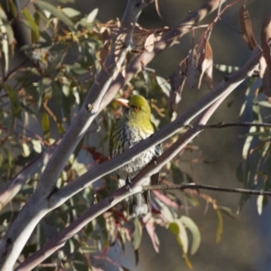 Oriolus sagittatus at Michelago, NSW - 28 Sep 2014 06:53 AM