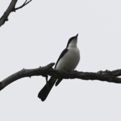 Myiagra inquieta (Restless Flycatcher) at Michelago, NSW - 3 Jun 2012 by Illilanga