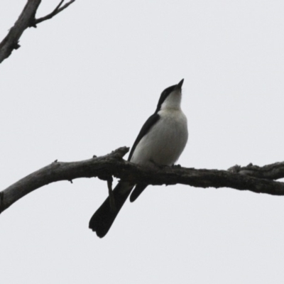 Myiagra inquieta (Restless Flycatcher) at Illilanga & Baroona - 3 Jun 2012 by Illilanga