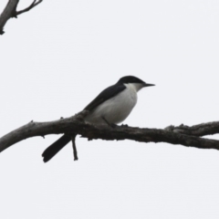 Myiagra inquieta at Michelago, NSW - 3 Jun 2012 11:00 AM
