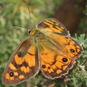 Heteronympha penelope at Paddys River, ACT - 23 Feb 2018 11:24 AM