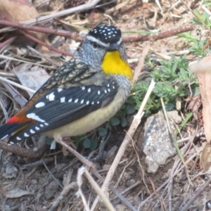 Pardalotus punctatus at Red Hill, ACT - 5 Aug 2018 10:23 AM