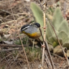 Pardalotus punctatus at Red Hill, ACT - 5 Aug 2018 10:23 AM