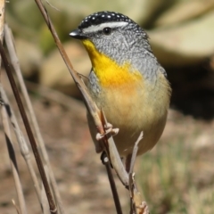 Pardalotus punctatus at Red Hill, ACT - 5 Aug 2018 10:23 AM