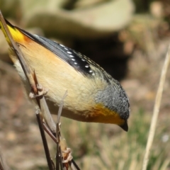 Pardalotus punctatus at Red Hill, ACT - 5 Aug 2018 10:23 AM