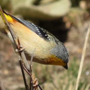 Pardalotus punctatus at Red Hill, ACT - 5 Aug 2018 10:23 AM