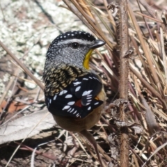 Pardalotus punctatus at Red Hill, ACT - 5 Aug 2018 10:23 AM