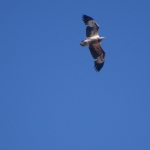 Haliaeetus leucogaster at Red Hill, ACT - 13 Aug 2018