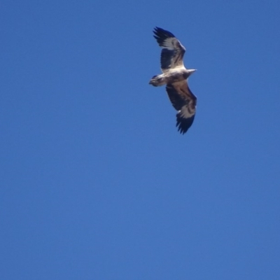 Haliaeetus leucogaster (White-bellied Sea-Eagle) at Red Hill, ACT - 13 Aug 2018 by roymcd