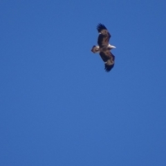 Haliaeetus leucogaster at Red Hill, ACT - 13 Aug 2018 02:20 PM