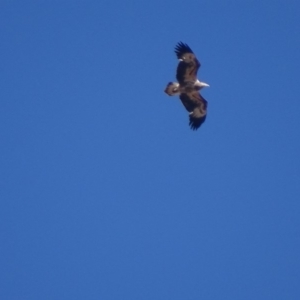 Haliaeetus leucogaster at Red Hill, ACT - 13 Aug 2018