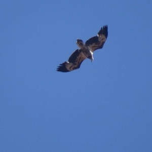 Haliaeetus leucogaster at Red Hill, ACT - 13 Aug 2018 02:20 PM