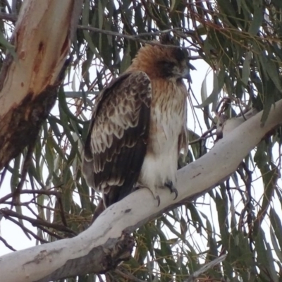 Hieraaetus morphnoides (Little Eagle) by roymcd
