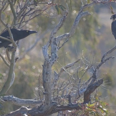 Falco longipennis (Australian Hobby) at Garran, ACT - 11 Aug 2018 by roymcd