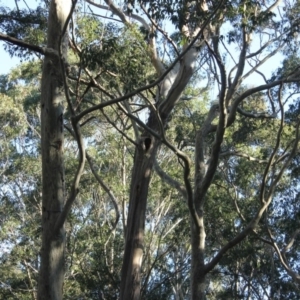 Native tree with hollow(s) at Mogo State Forest - 13 Aug 2018