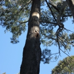 Native tree with hollow(s) at Mogo State Forest - 13 Aug 2018