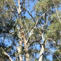 Native tree with hollow(s) (Native tree with hollow(s)) at Undefined - 13 Aug 2018 by nickhopkins