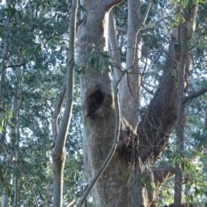 Native tree with hollow(s) at Mogo State Forest - 13 Aug 2018 03:22 PM