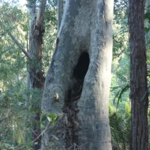 Native tree with hollow(s) at Mogo State Forest - 13 Aug 2018