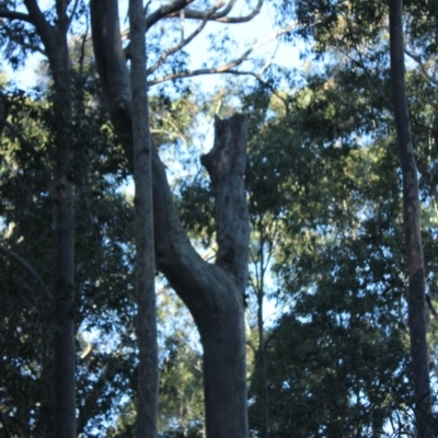 Native tree with hollow(s) (Native tree with hollow(s)) at Mogo State Forest - 13 Aug 2018 by nickhopkins