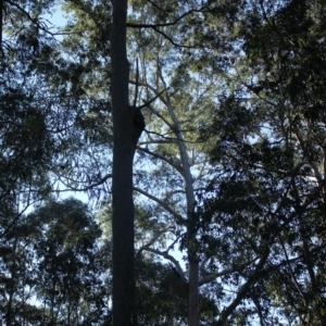 Native tree with hollow(s) at Mogo State Forest - 13 Aug 2018