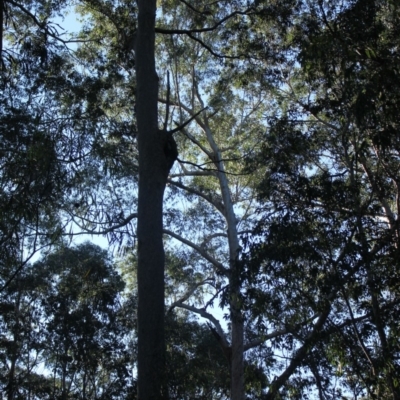 Native tree with hollow(s) (Native tree with hollow(s)) at Mogo State Forest - 13 Aug 2018 by nickhopkins