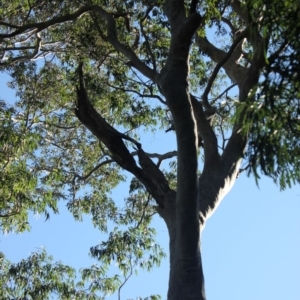 Native tree with hollow(s) at Mogo State Forest - 13 Aug 2018 03:07 PM