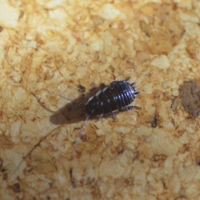 Blattodea (order) (Unidentified cockroach) at Wamboin, NSW - 4 Aug 2018 by natureguy