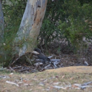 Strepera versicolor at Wamboin, NSW - 27 Jan 2018