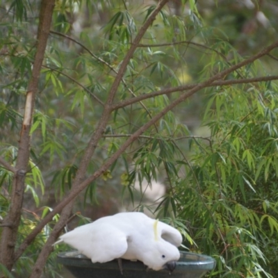 Cacatua galerita (Sulphur-crested Cockatoo) at Wamboin, NSW - 1 Feb 2018 by natureguy