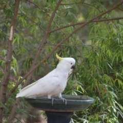 Cacatua galerita at Wamboin, NSW - 1 Feb 2018 12:12 PM