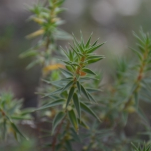 Melichrus urceolatus at Wamboin, NSW - 1 Feb 2018