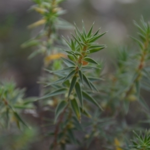 Melichrus urceolatus at Wamboin, NSW - 1 Feb 2018 12:34 PM