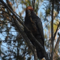 Callocephalon fimbriatum (Gang-gang Cockatoo) at Wamboin, NSW - 3 Feb 2018 by natureguy