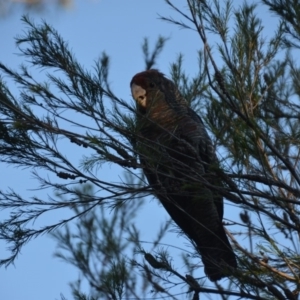 Callocephalon fimbriatum at Wamboin, NSW - 3 Feb 2018