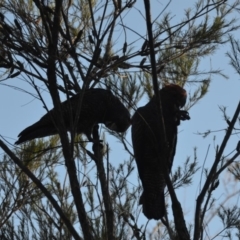 Callocephalon fimbriatum at Wamboin, NSW - suppressed