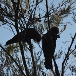 Callocephalon fimbriatum at Wamboin, NSW - 3 Feb 2018