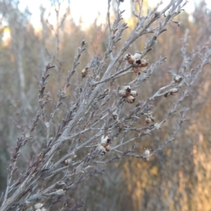 Kunzea parvifolia at Bullen Range - 5 Aug 2018