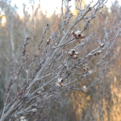 Kunzea parvifolia (Violet Kunzea) at Bullen Range - 5 Aug 2018 by MichaelBedingfield