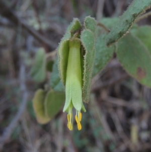 Correa reflexa var. reflexa at Bullen Range - 5 Aug 2018