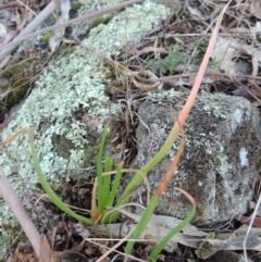 Bulbine glauca (Rock Lily) at Bullen Range - 5 Aug 2018 by MichaelBedingfield