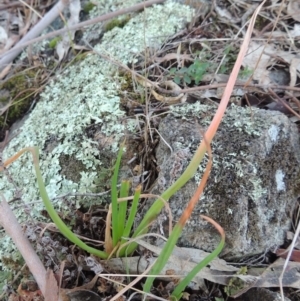 Bulbine glauca at Bullen Range - 5 Aug 2018 06:56 PM