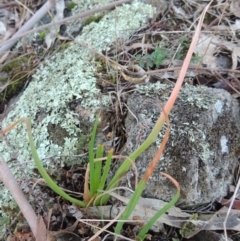 Bulbine glauca (Rock Lily) at Bullen Range - 5 Aug 2018 by michaelb
