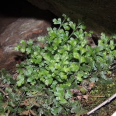 Pleurosorus rutifolius (Blanket Fern) at Bullen Range - 5 Aug 2018 by michaelb